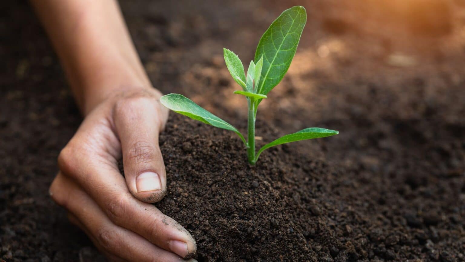 Principales beneficios de la materia orgánica en el suelo | Genia Bioenergy