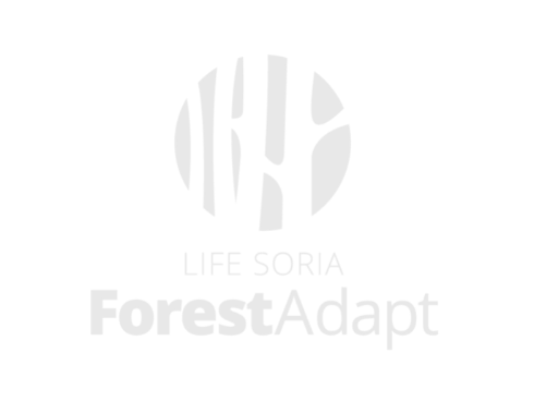 life soria forest adapt