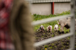 La gestión de purines a través de una planta de biogás