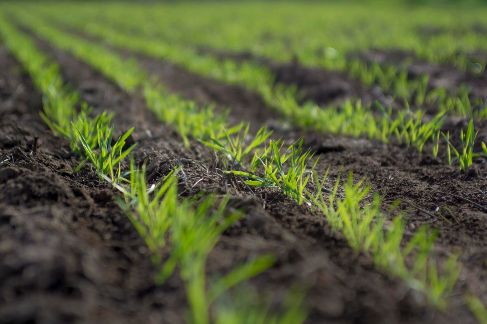Declarada Projecte Empresarial Estratègic la planta de biometano de Genia Bioenergy planificada en Campredó 1