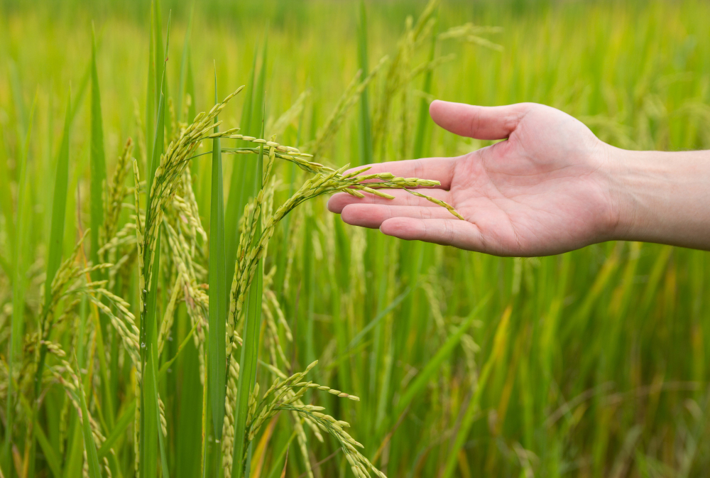 Declarada Projecte Empresarial Estratègic la planta de biometano de Genia Bioenergy planificada en Campredó 4