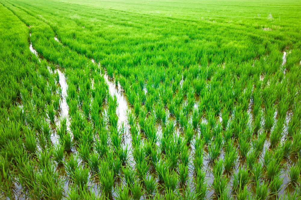 La compañía valenciana Genia Bioenergy ha conseguido patentar una tecnología para transformar la paja del arroz en biometano 3