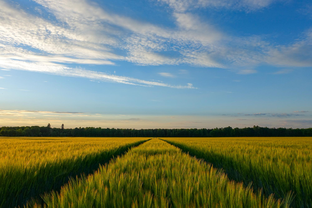La compañía valenciana Genia Bioenergy ha conseguido patentar una tecnología para transformar la paja del arroz en biometano 5