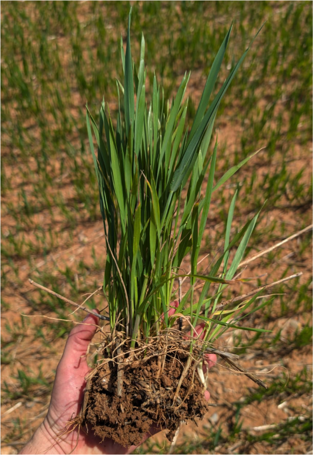 Un estudio de campo en Soria, promovido por Genia Bioenergy, avala el potencial del compost de digeridos como enmienda orgánica para cereal de invierno 3